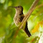 Das passende Kolibri-Weibchen