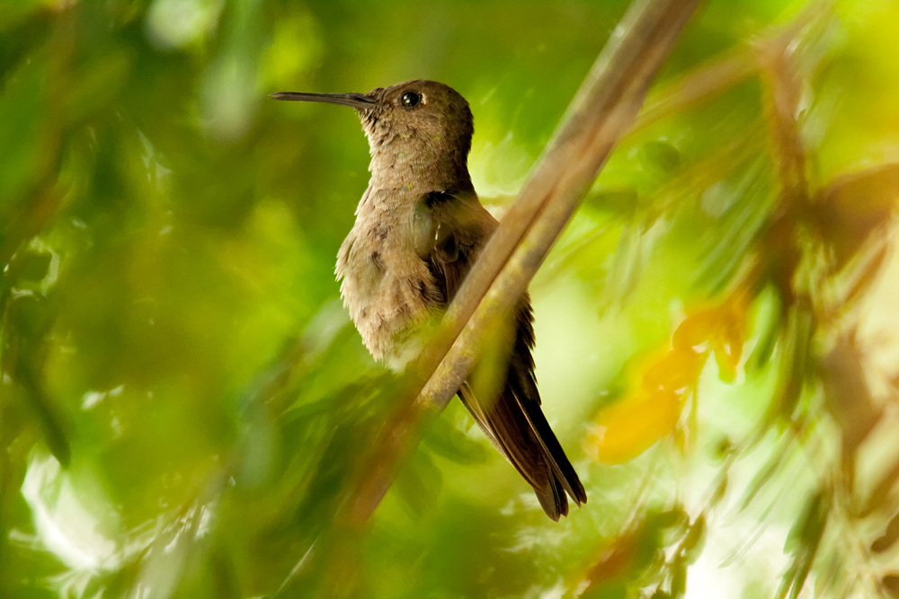 Das passende Kolibri-Weibchen