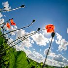 Das Peleng und der Mohn