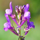 Das Pelliciers Leinkraut (Linaria pelisseriana)