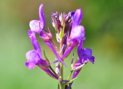 Das Pelliciers Leinkraut (Linaria pelisseriana)