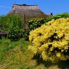 Das Pfarrwitwenhaus in Groß Zicker....