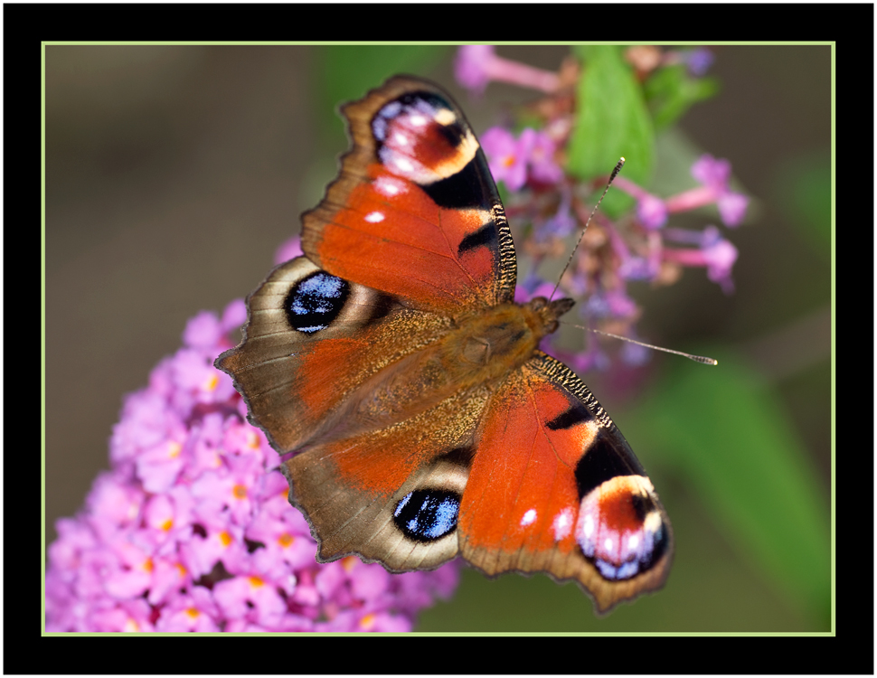 Das Pfauenauge Schmetterling das Jahres 2009