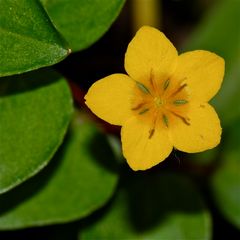 Das Pfennigkraut (Lysimachia nummularia) . . .