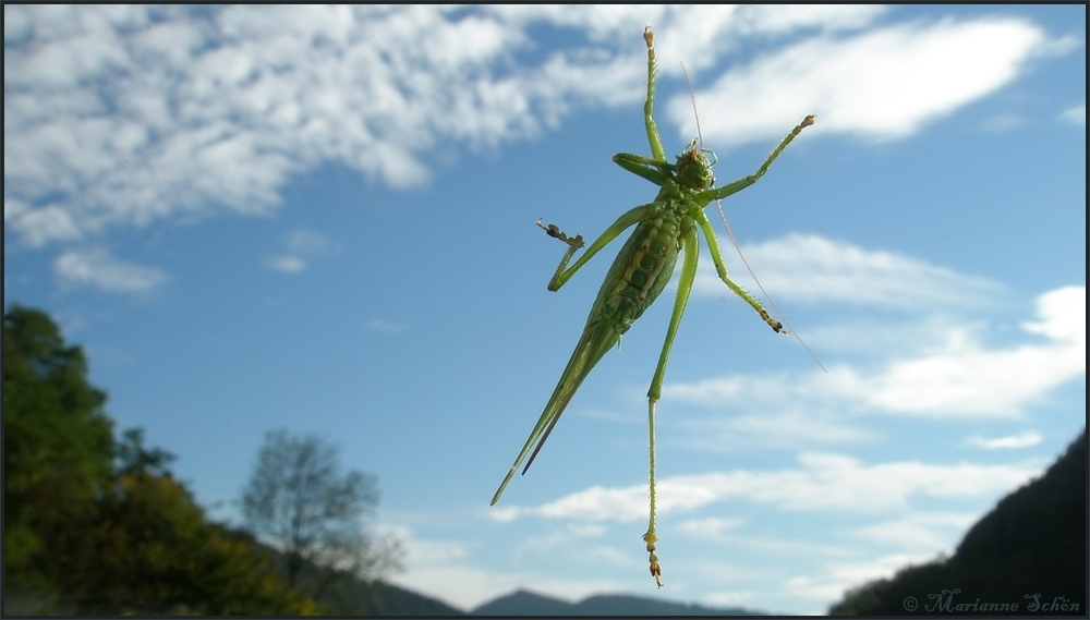 Das Pferd am Fenster...