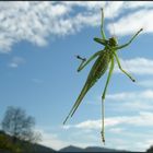 Das Pferd am Fenster...