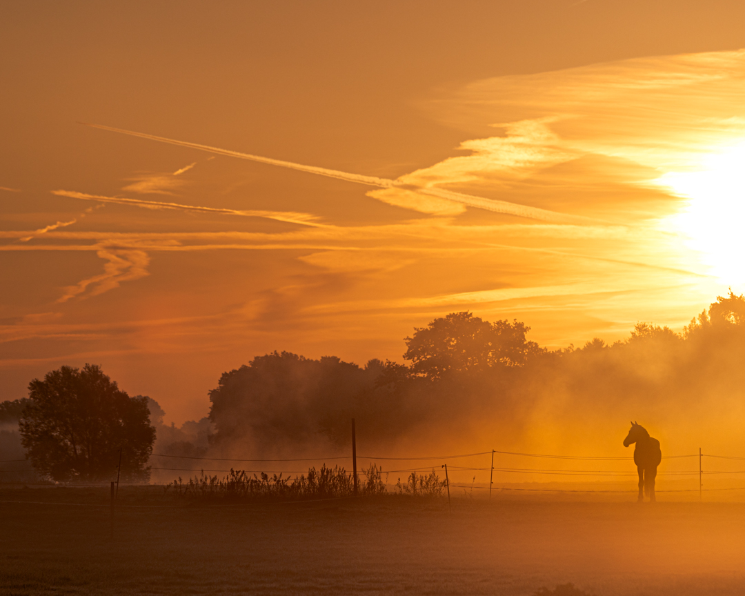 Das Pferd am Morgen