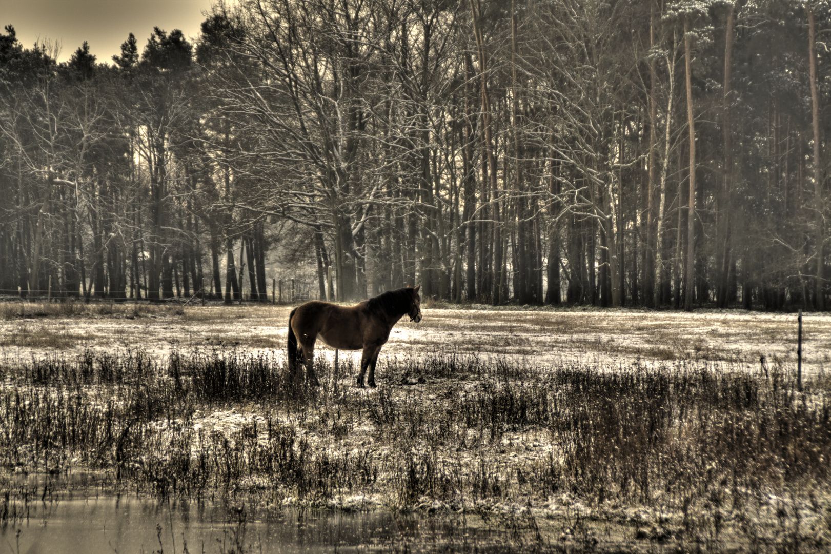 Das Pferd am Wald