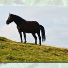 Das Pferd auf der Alm