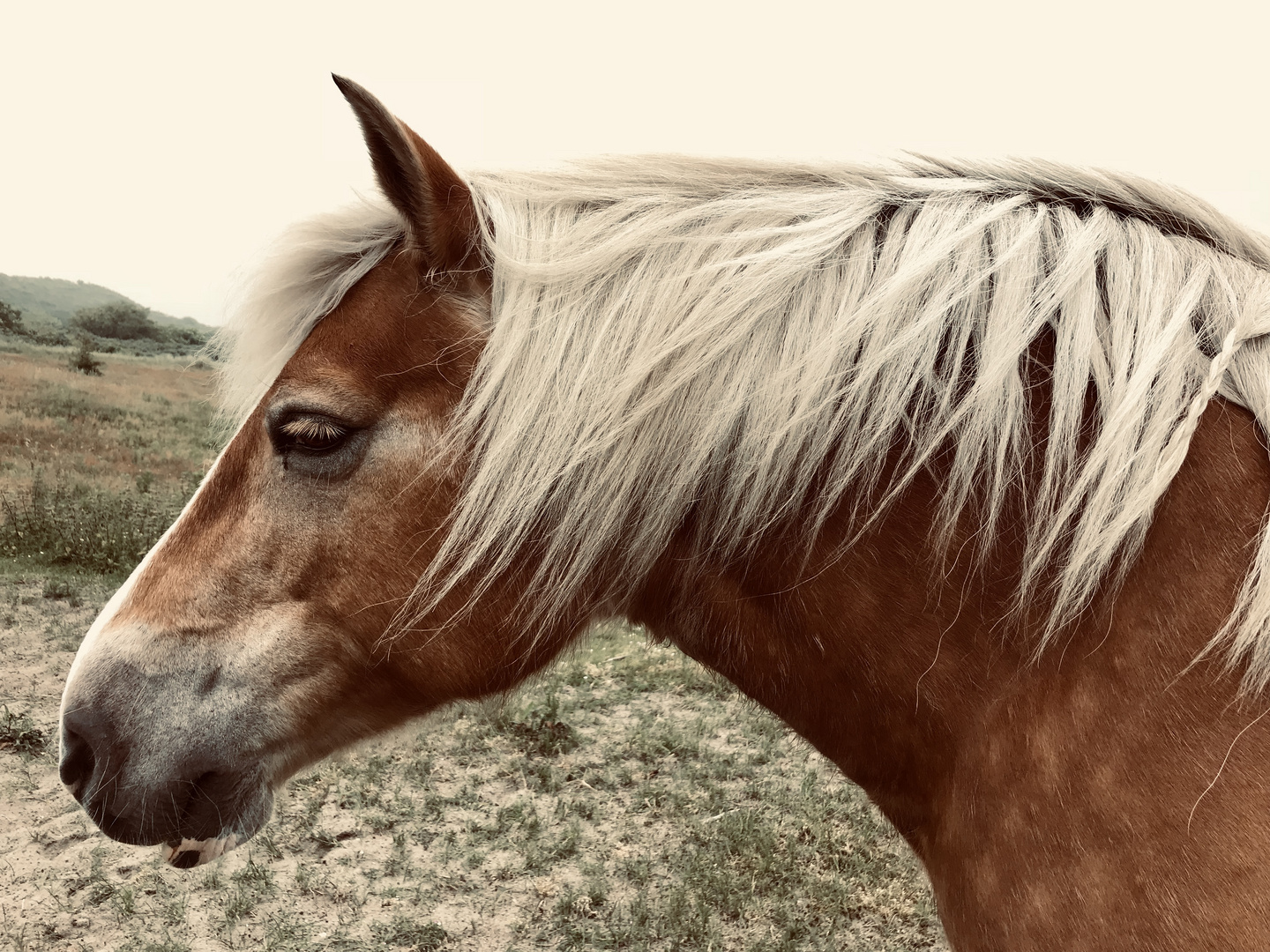 Das Pferd aus Renesse