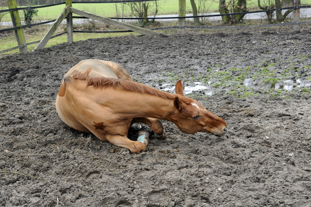 das Pferd, das gerne ein Schwein sein wollte