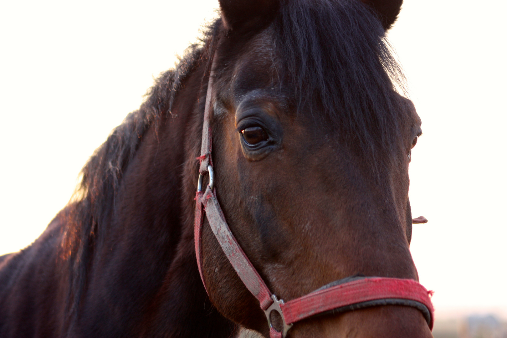 Das Pferd das mich überraschte