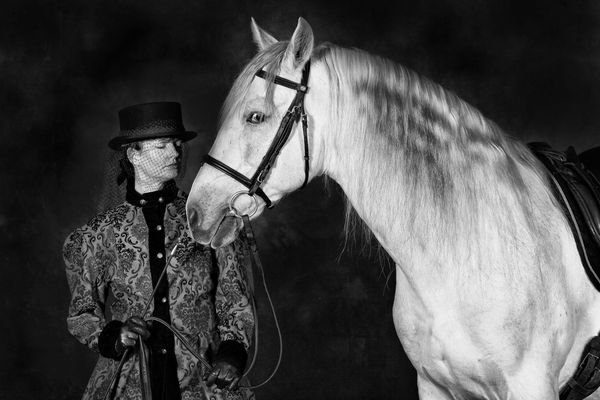 Das Pferd der Gräfin