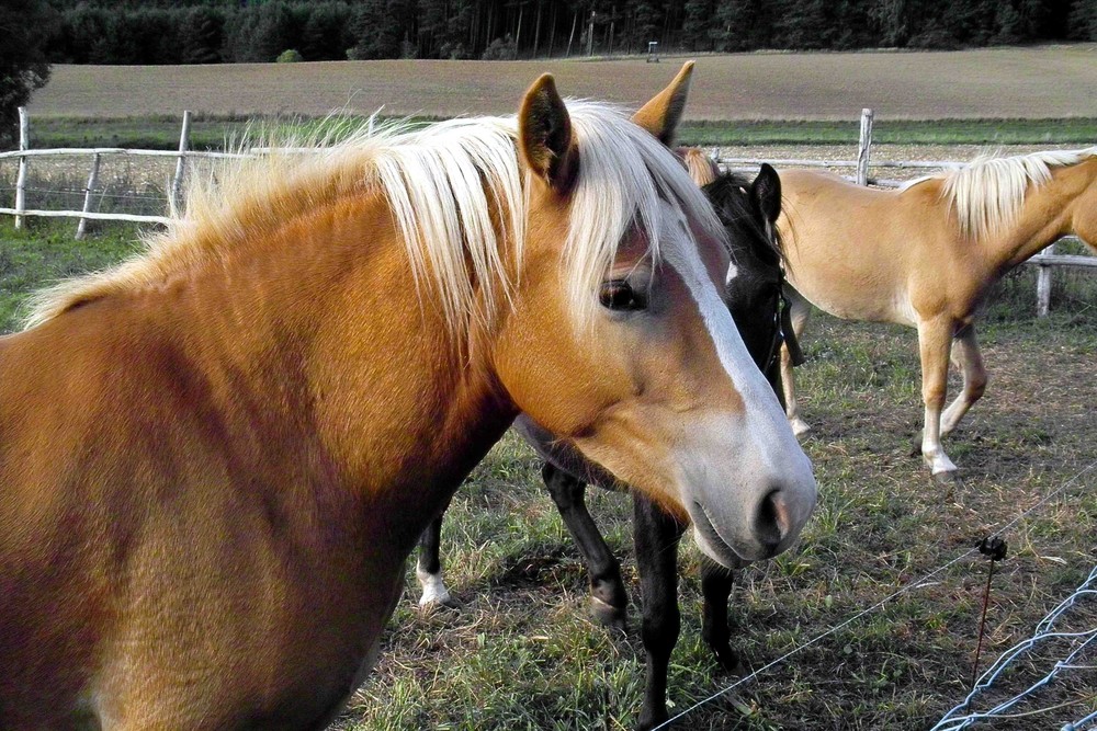 Das Pferd - ein schönes Tier
