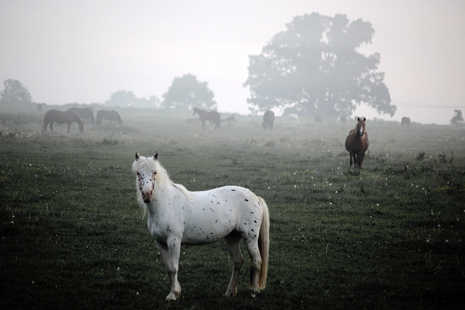 das pferd erschien mir wie im traum