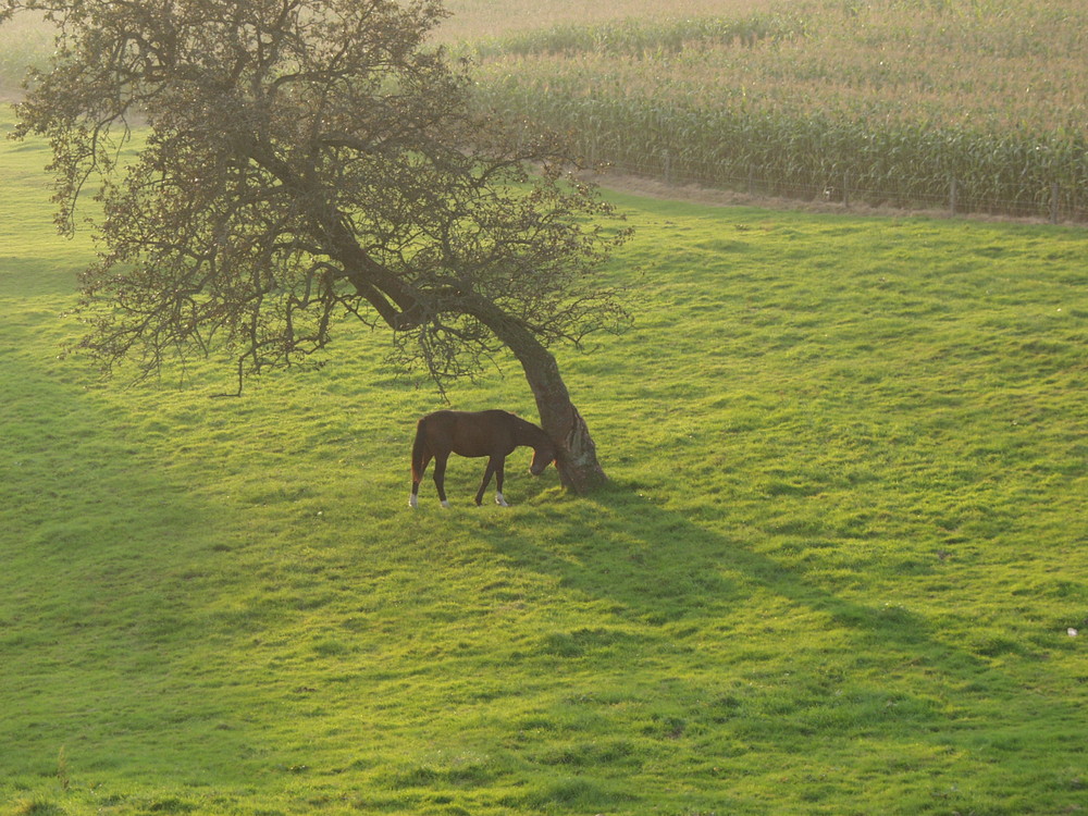 Das Pferd hat gewonnen der Baum steht heute noch