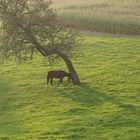 Das Pferd hat gewonnen der Baum steht heute noch