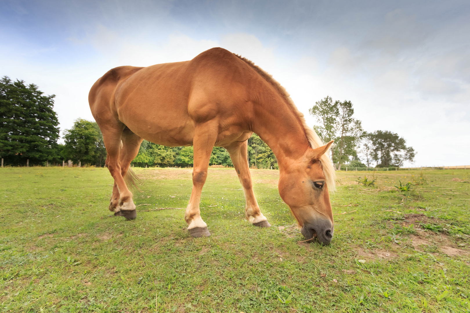 Das Pferd im Blick