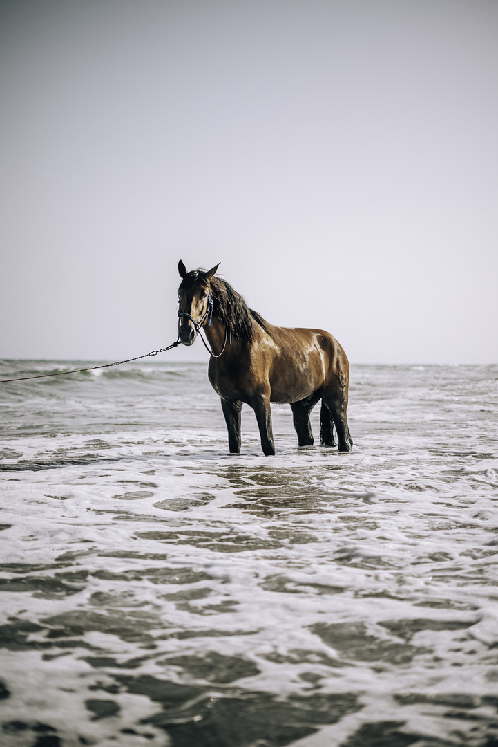 Das Pferd im Meer