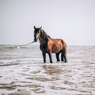 Das Pferd im Meer