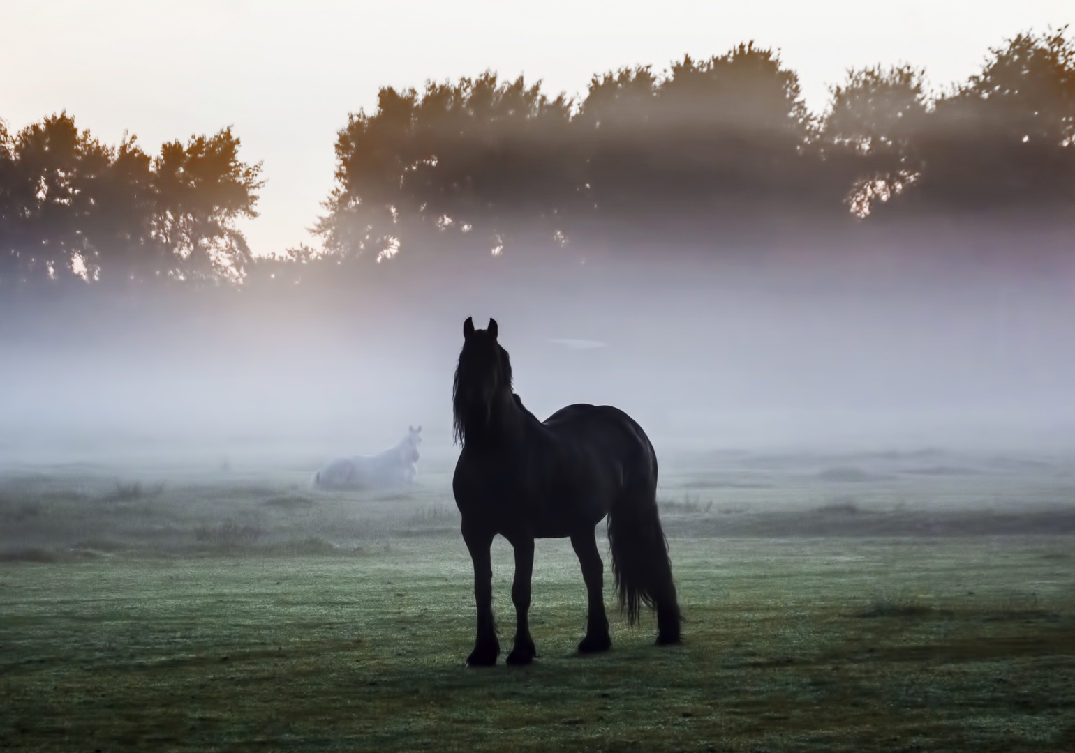 das pferd im Nebel