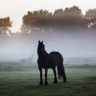 das pferd im Nebel