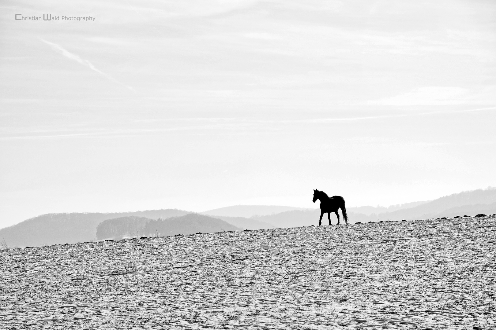 Das Pferd in der Winterlandschaft