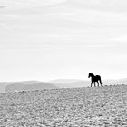 Das Pferd in der Winterlandschaft