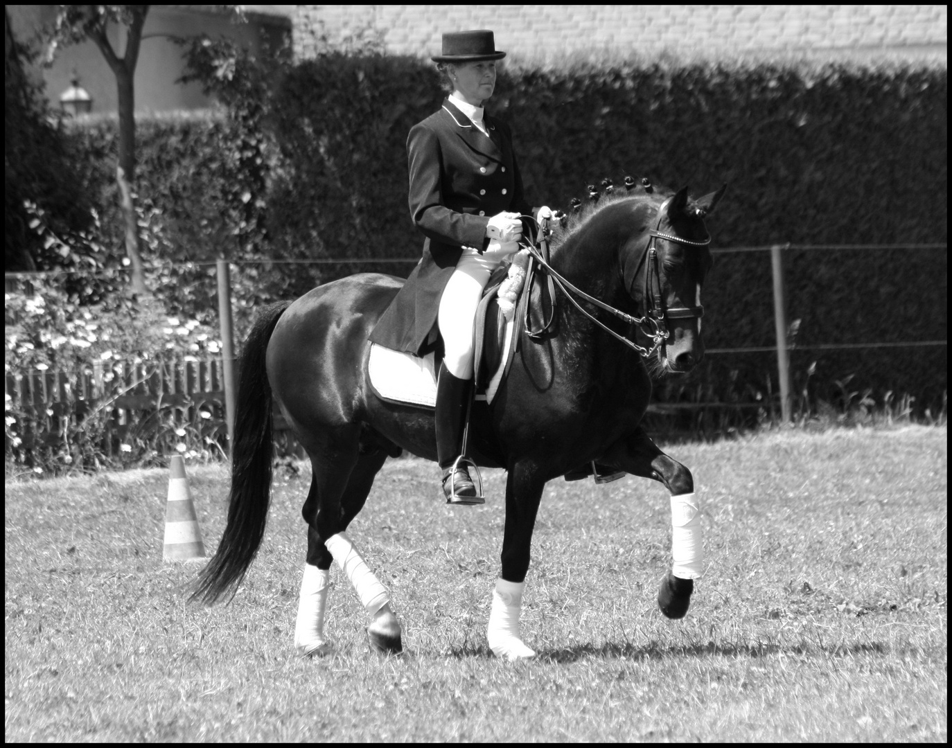 Das Pferd ist nicht für die Dressur da...