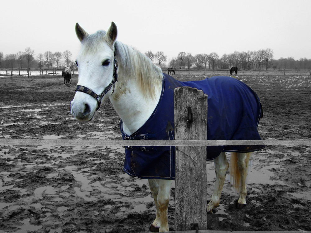 Das Pferd meiner Freundin mit Fuji F 31FD