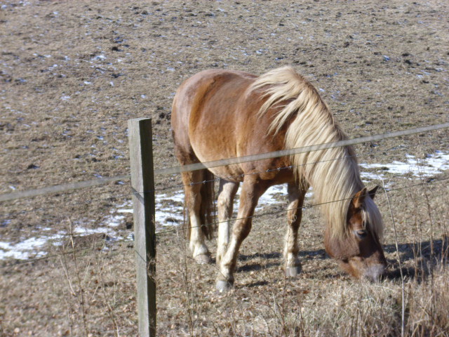 ... das Pferd meiner Kollegin