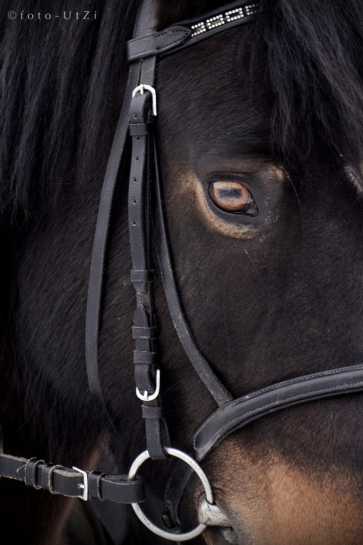 Das Pferd mit den Ziegen-Augen