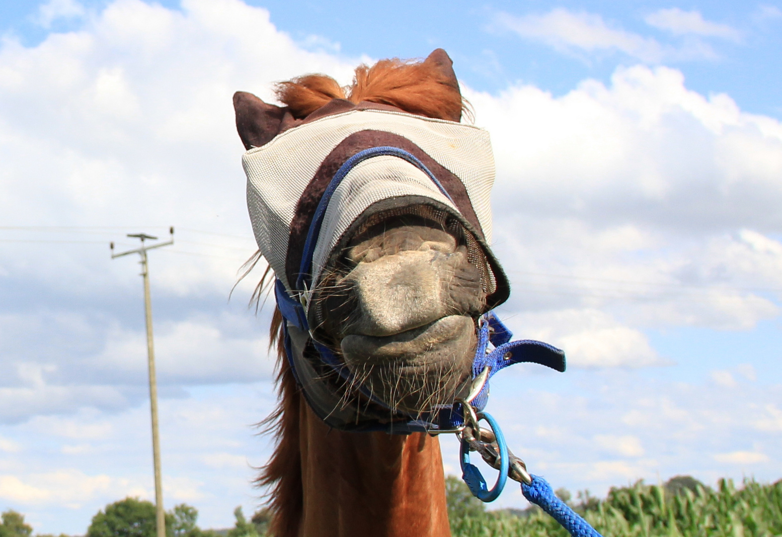 Das Pferd mit der Maske