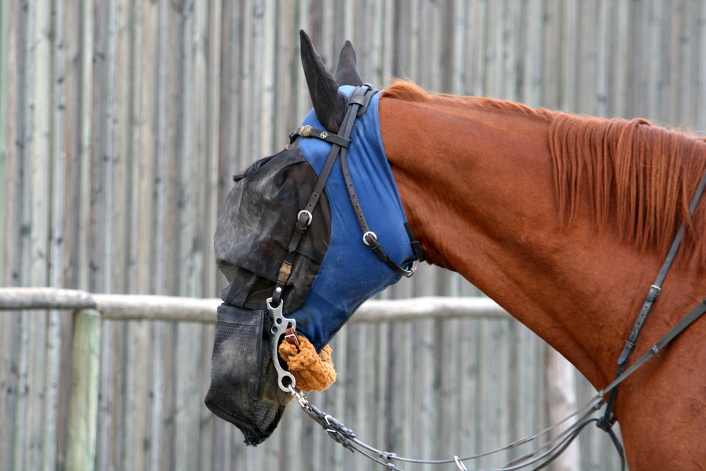 das Pferd mit der Maske