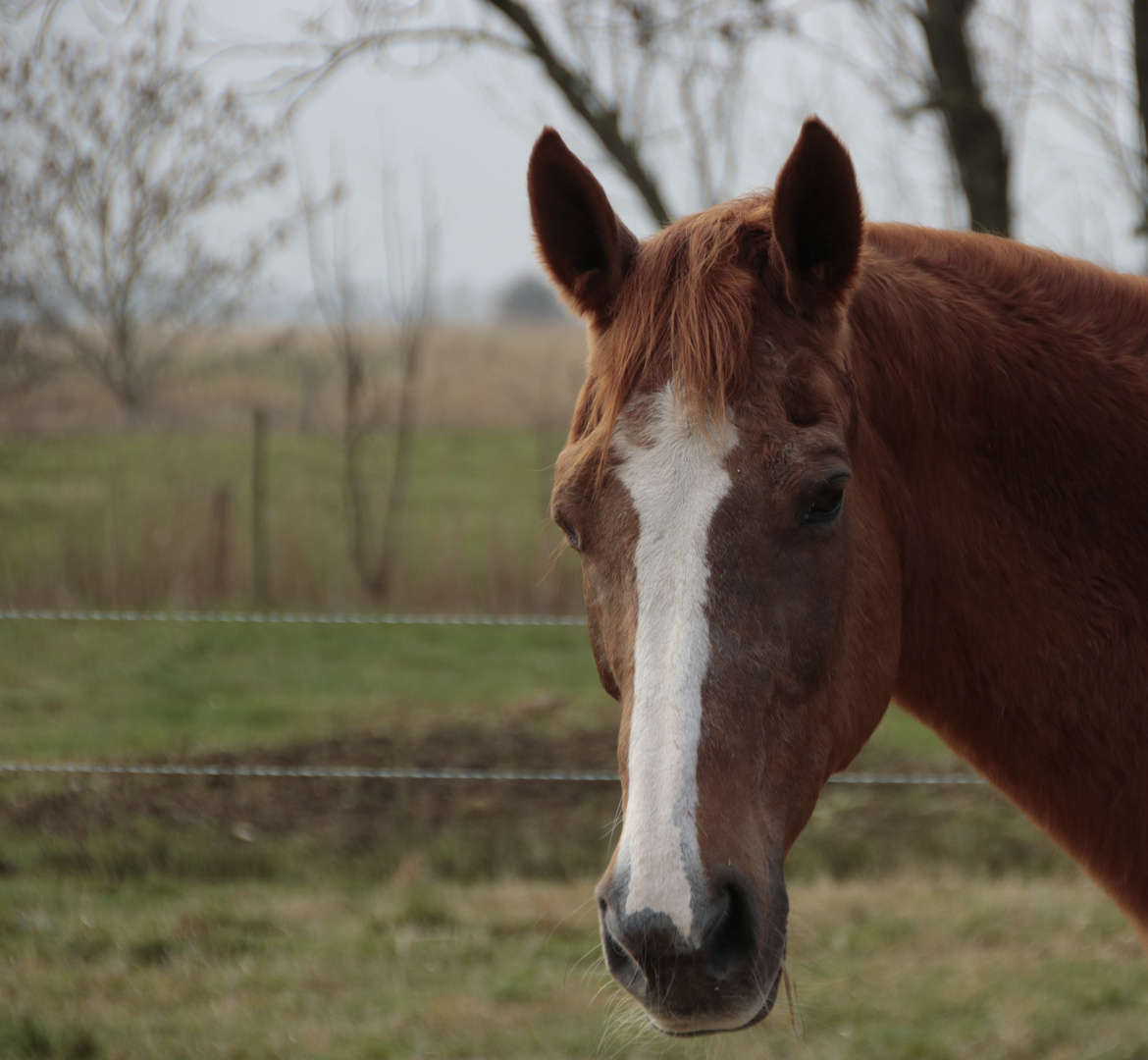 das Pferd schaute 