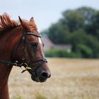 Das Pferd - Spiegel deiner Seele