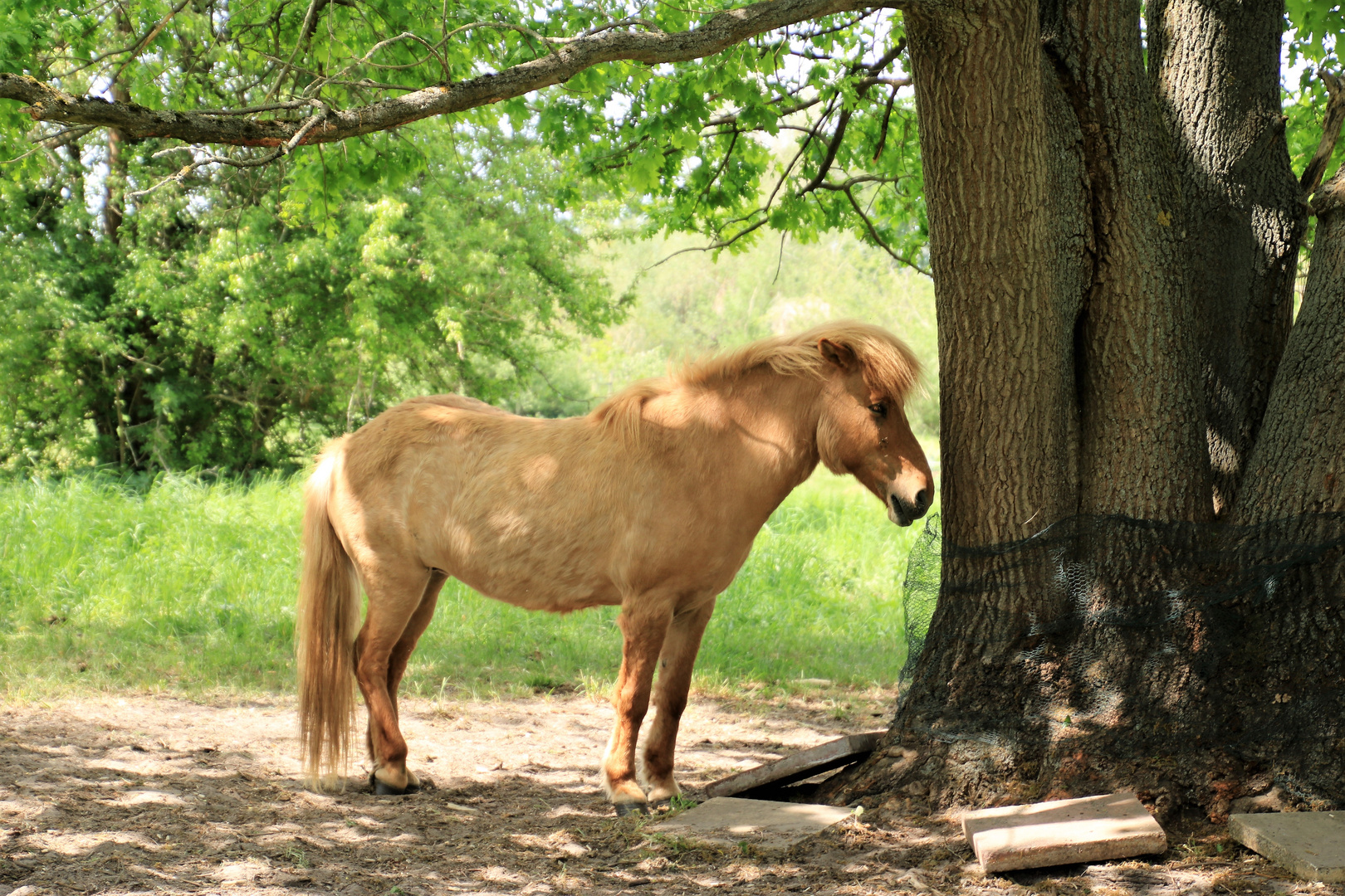 Das Pferd und der Baum