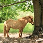 Das Pferd und der Baum