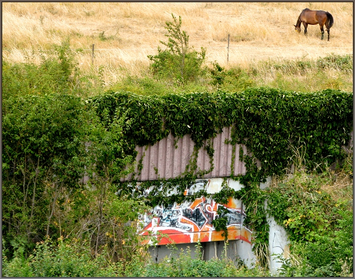 Das Pferd und Grafitti