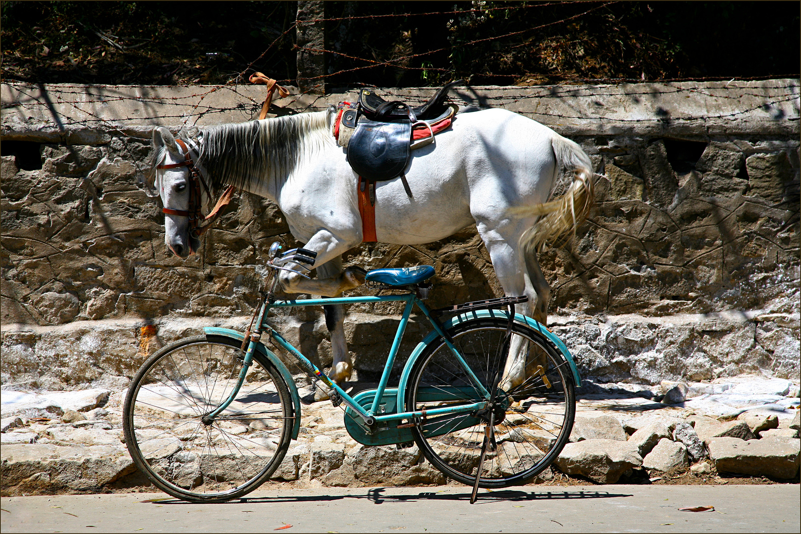 Das Pferd und sein Fahrrad