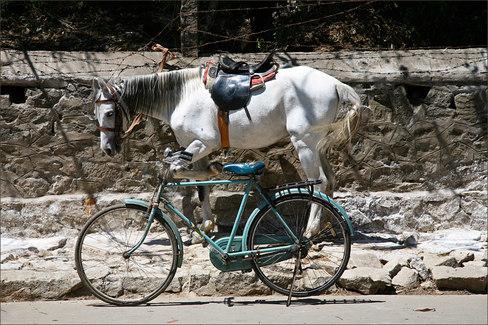 Das Pferd und sein Fahrrad