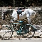 Das Pferd und sein Fahrrad