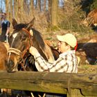 Das Pferd und sein Reiter im Abendlicht