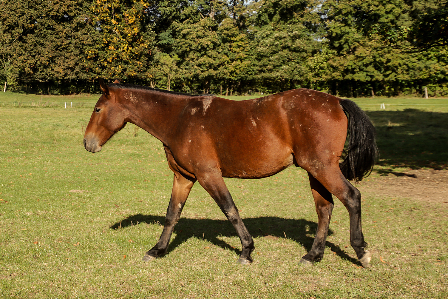 Das Pferd und sein Schatten