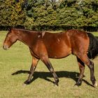 Das Pferd und sein Schatten