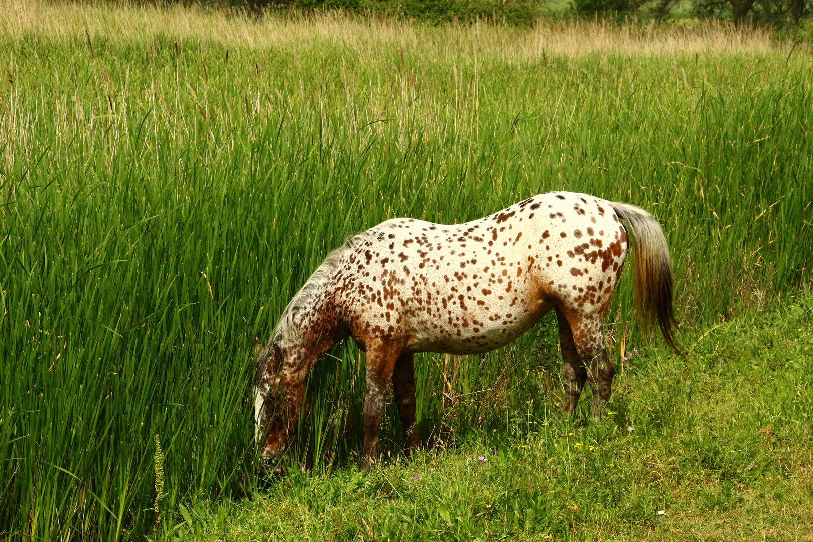 Das Pferd von....