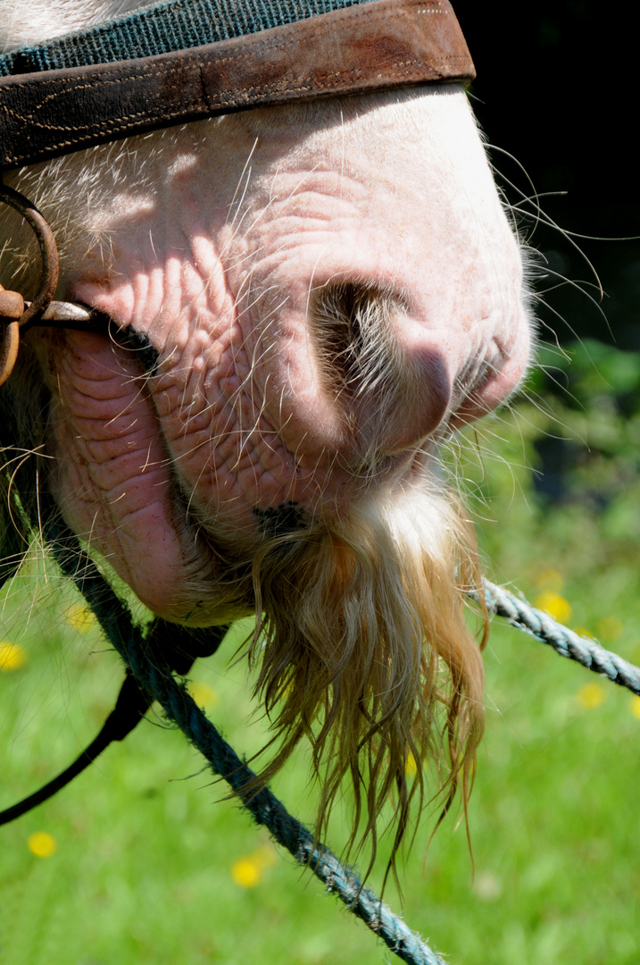 Das Pferd von heute trägt Bart