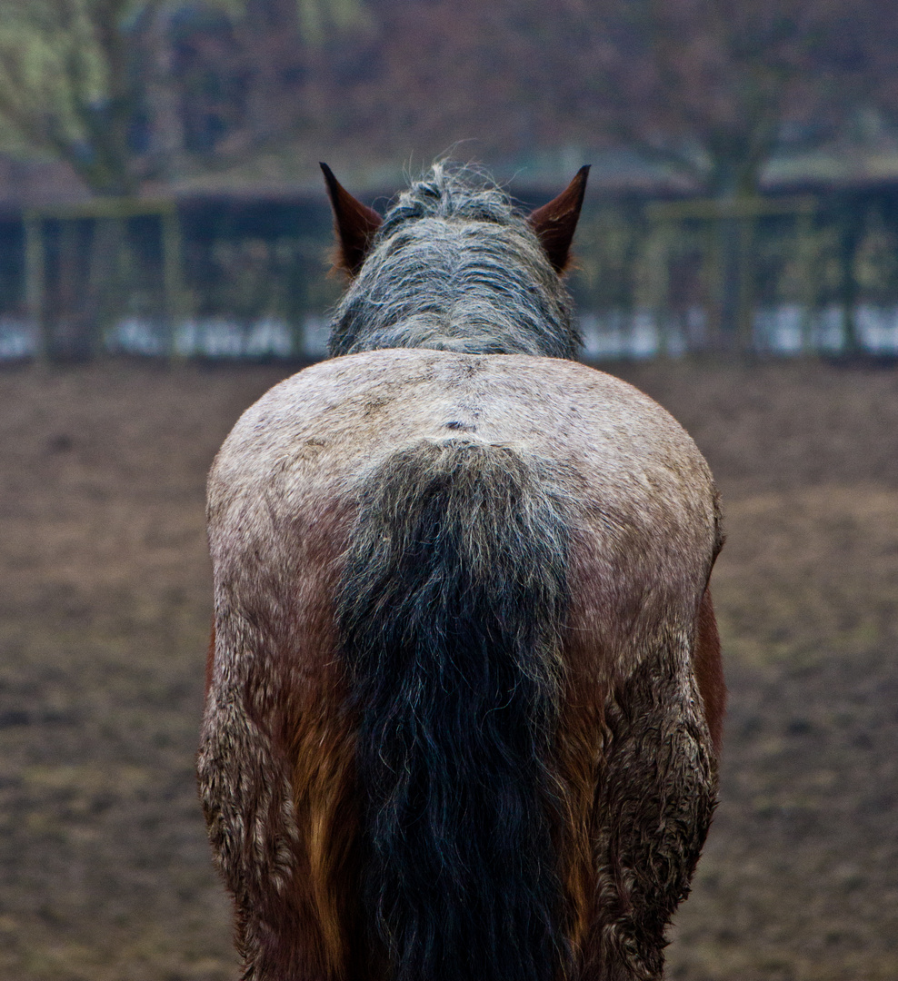 Das Pferd von hinten nicht aufgezäumt Foto & Bild tiere, haustiere, pferde, esel, maultiere