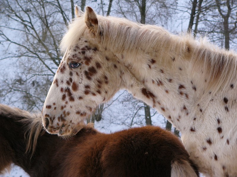 Das Pferd von Pippi Langstrumpf