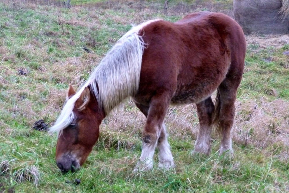 Das Pferd von Welt trägt heutzutage Fönfrisur